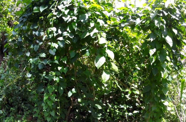 Why You Should Eat Anguna Kola: The Hidden Medicinal Power of This ...
